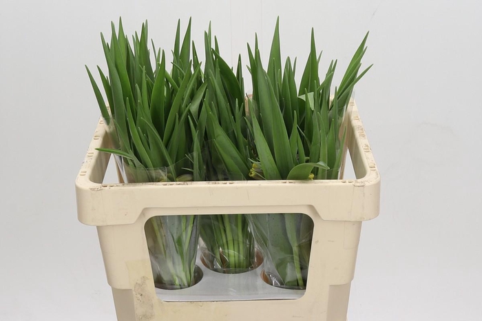 <h4>Fritillaria uva-vulpis</h4>