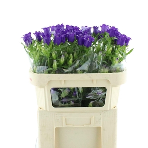 Camp M Champion Blue