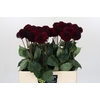 Dahlia Black Lars