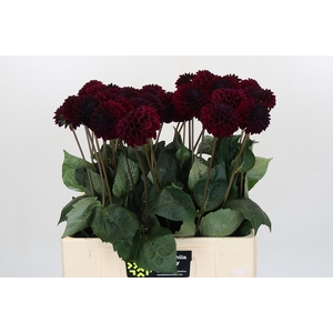 Dahlia Black Lars