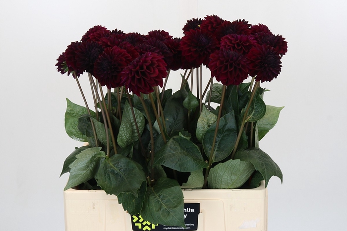 Dahlia Black Lars