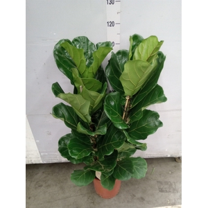 Ficus lyrata