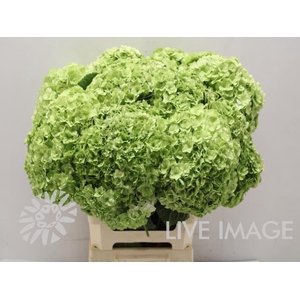 Hydrangea royal higness (classic)