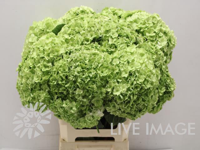 Hydrangea royal higness (classic)