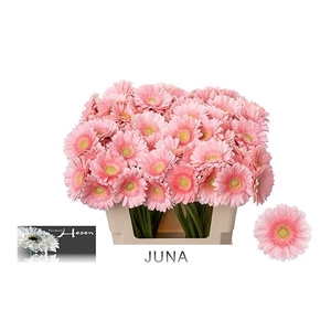 GE MI JUNA