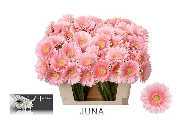<h4>GE MI JUNA</h4>