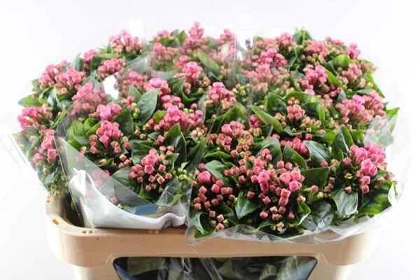 <h4>Bou En Royal Roza</h4>