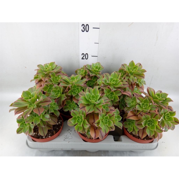 <h4>Aeonium   ...</h4>