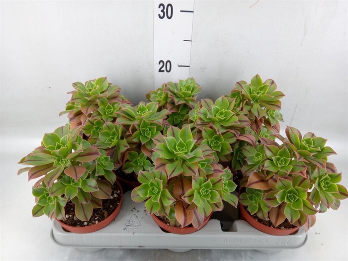 <h4>Aeonium   ...</h4>
