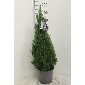 Picea glauca 'Perfecta'