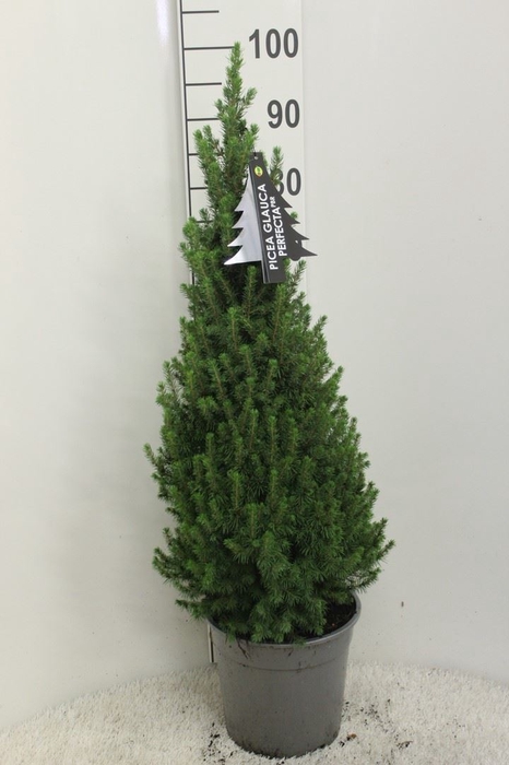 <h4>Picea glauca 'Perfecta'</h4>