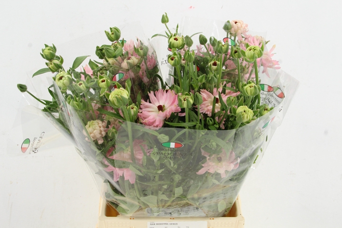 <h4>RAN MODERNA VENUS</h4>