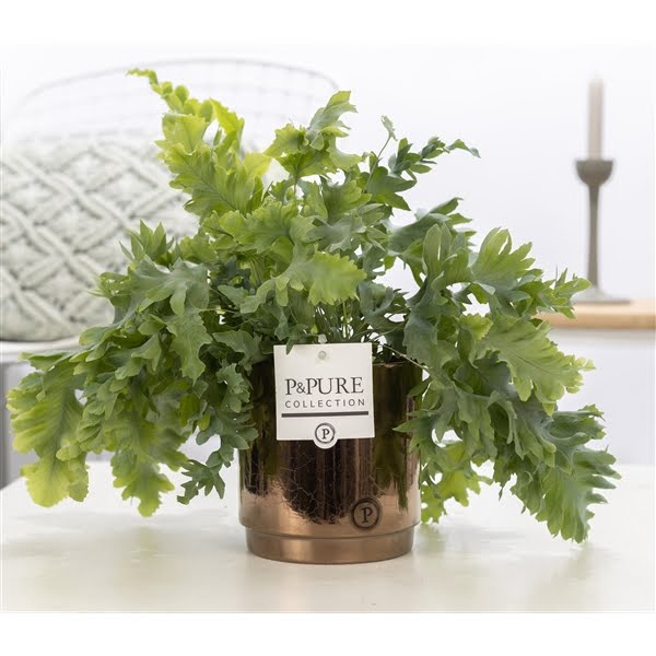 <h4>Phlebodium Davana in P&PURE Juliette ceramics Goldbronze</h4>