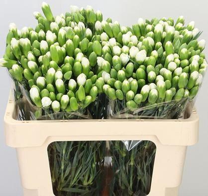 <h4>DI TR RAMAYA</h4>