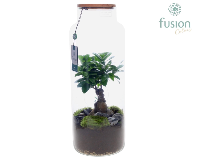 <h4>Vaas glas met Ficus</h4>