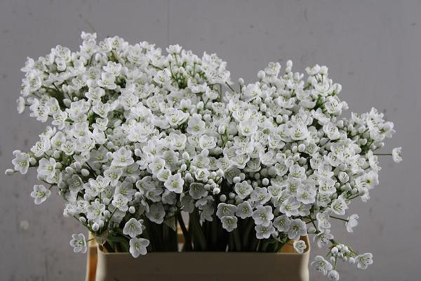 <h4>Allium Flocon L 60</h4>