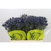 Eryngium Magical Blue Lagoon