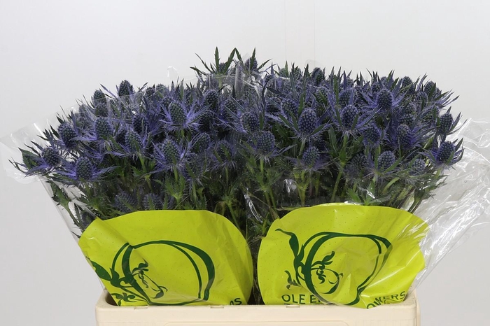Eryngium Magical Blue Lagoon