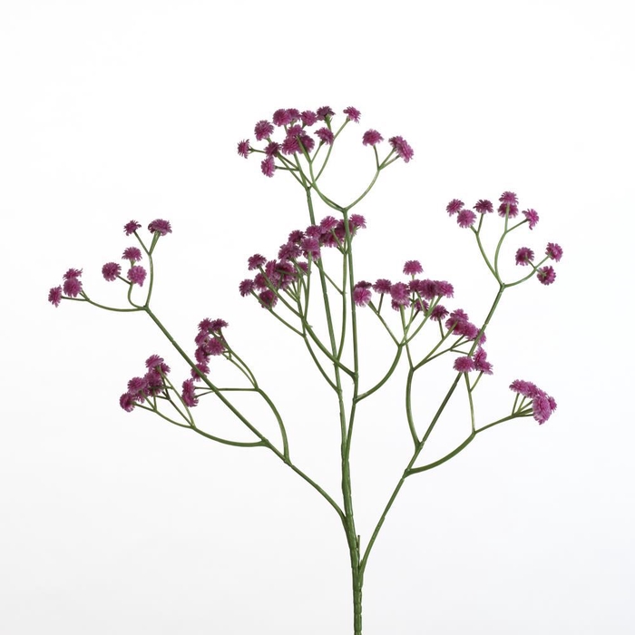 AF Gypsophila spray L62cm d.pi