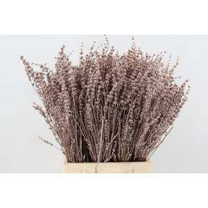 DF Lavender Bs Champagne