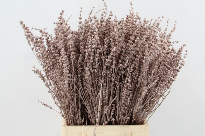 <h4>DF Lavender Bs Champagne</h4>