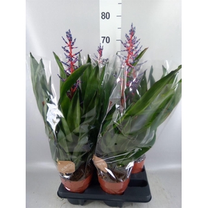 Aechmea  'Blue Rain'