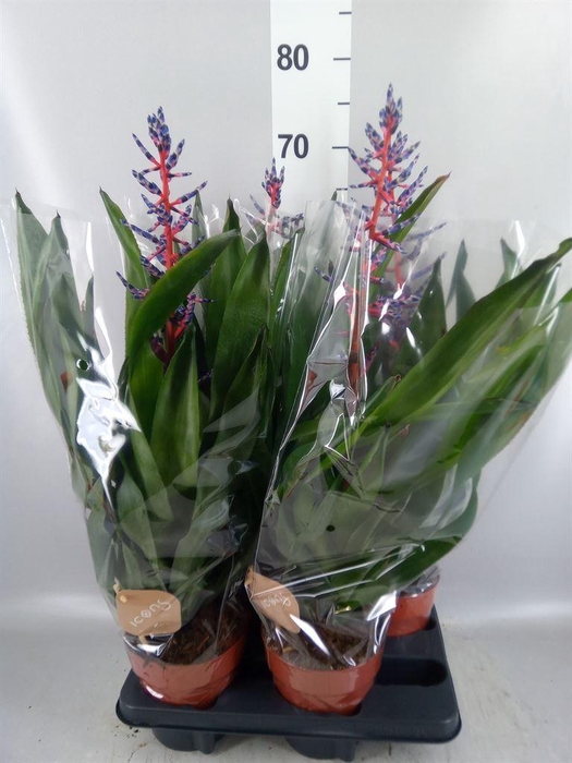 <h4>Aechmea  'Blue Rain'</h4>