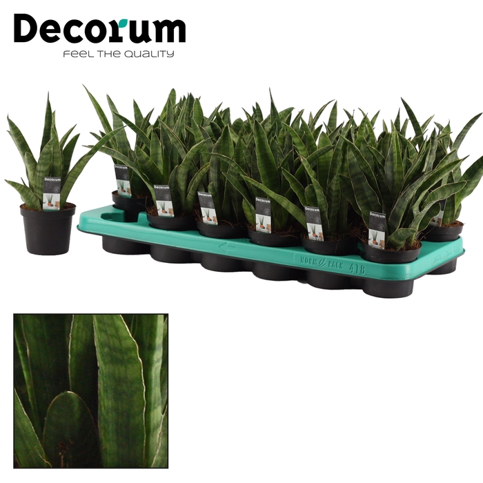 Sansevieria Javanica 9 cm (Decorum)