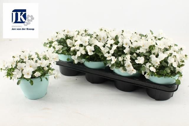 <h4>VIO CO TW WHITE</h4>