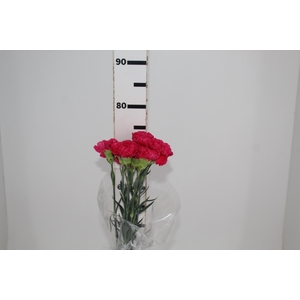 CRAVO FAUSTO 070 CM PINK