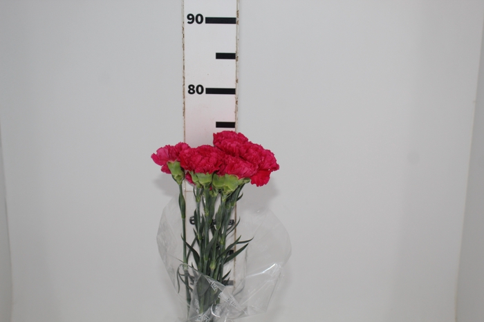 CRAVO FAUSTO 070 CM PINK