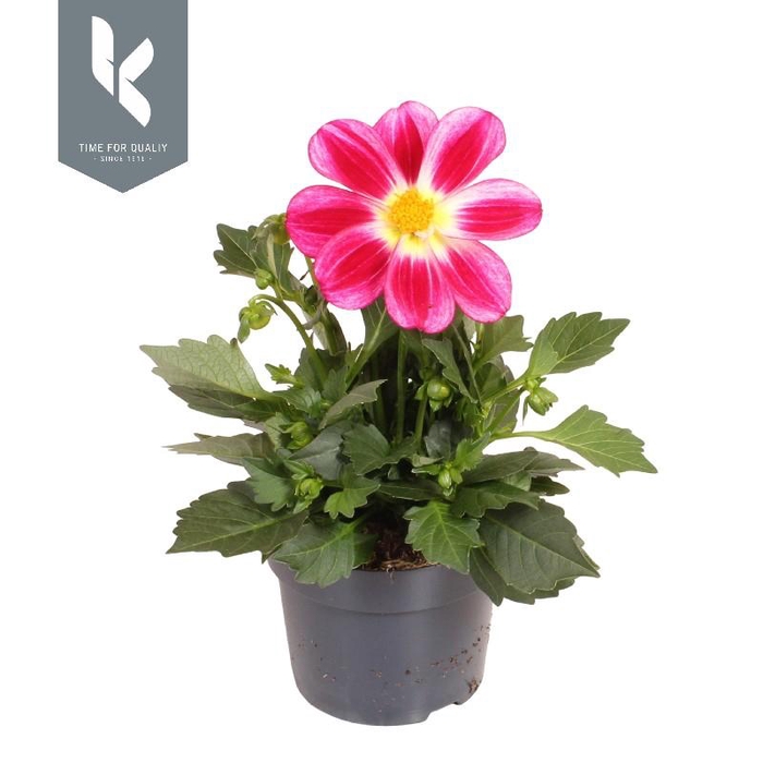 <h4>Dahlia Gemengd Summerbees Purple Bicolor</h4>