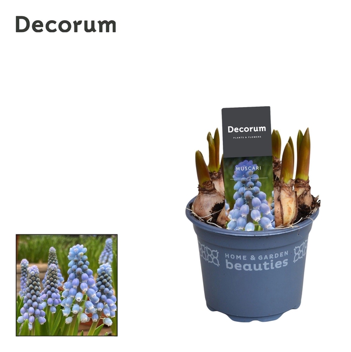<h4>Muscari Mabel</h4>