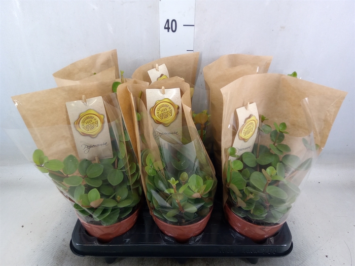 <h4>Peperomia tetraphylla 'Hope'</h4>