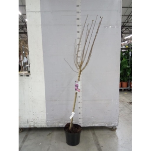 Hibiscus syriacus 'Ardens'