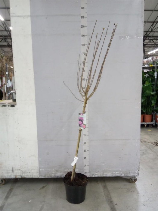 <h4>Hibiscus syriacus 'Ardens'</h4>