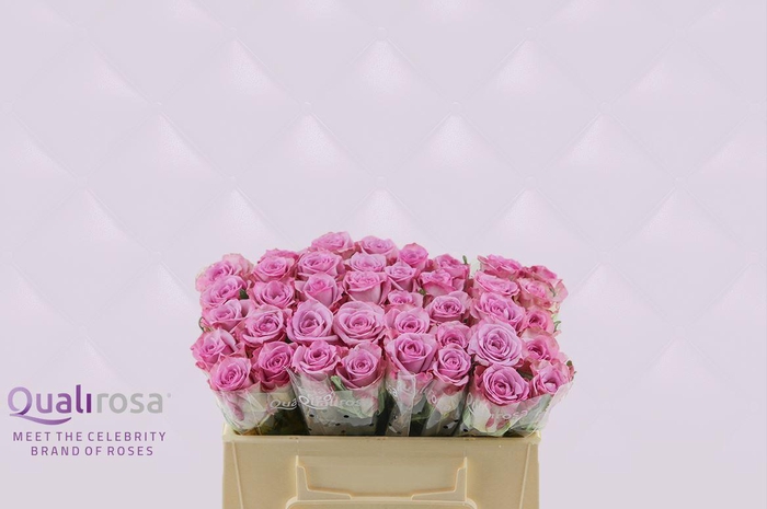 <h4>R Gr Thriller</h4>