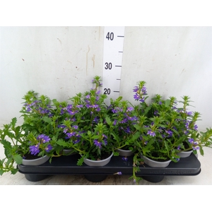 Scaevola aemula 'Purple Haze'