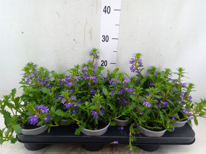 <h4>Scaevola aemula 'Purple Haze'</h4>