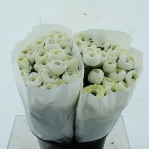 Ran El White Extra Witte Hoes