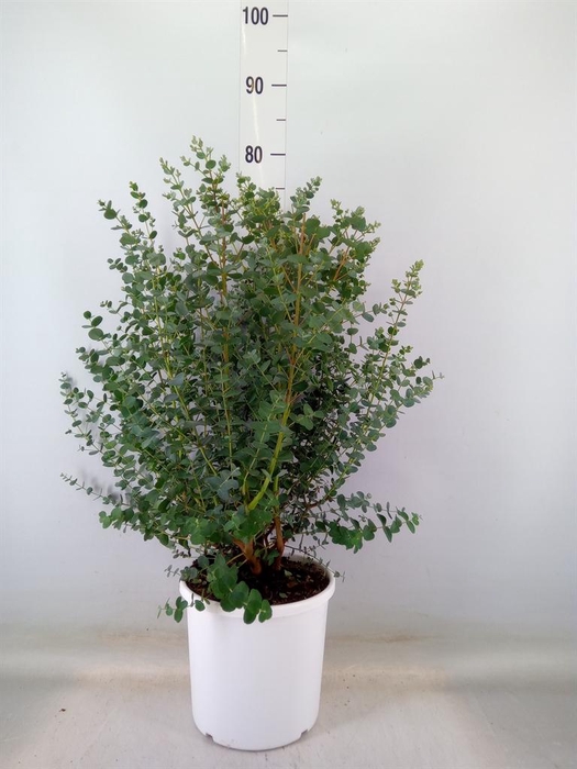 <h4>Eucalyptus gunnii</h4>