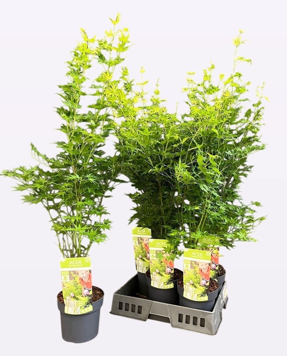 <h4>ACER PALMATUM</h4>
