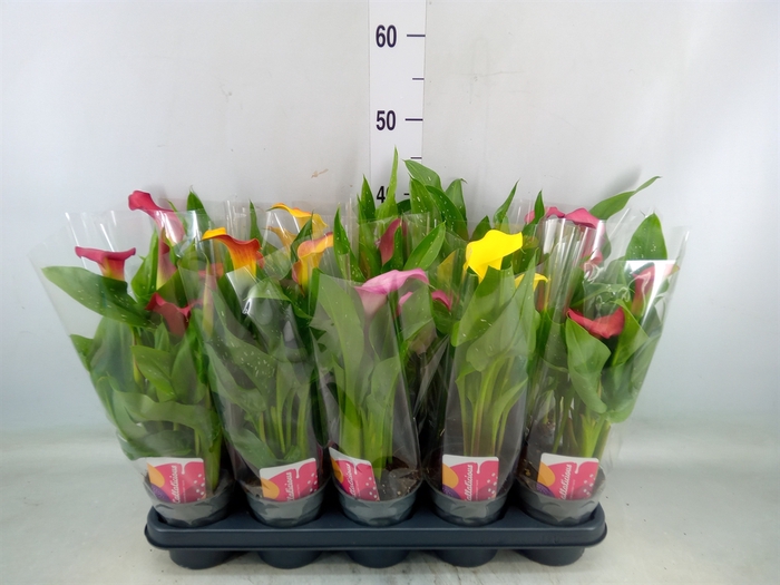 <h4>Zantedeschia   ...mix</h4>