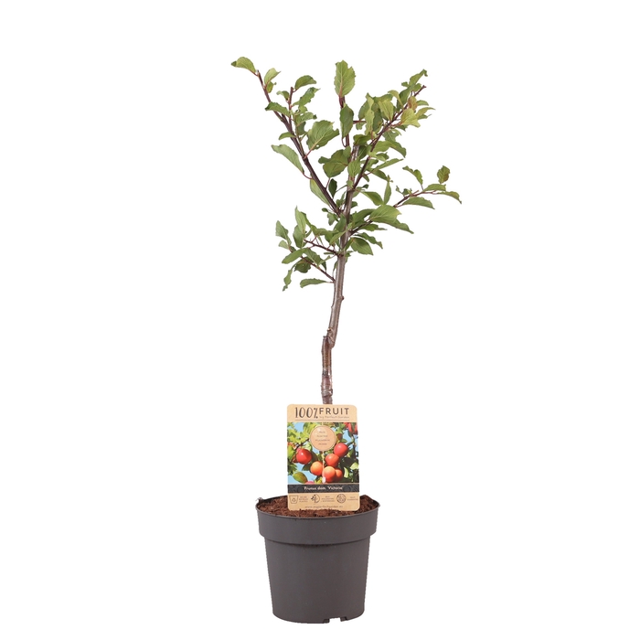 <h4>Prunus Domestica Victoria Patioboom</h4>