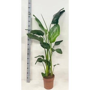 STRELITZIA NICOLAI