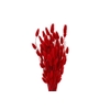 Dried Lagurus X5 Bl Red Bunch