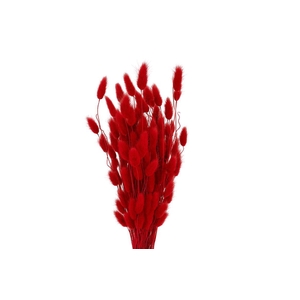 Dried Lagurus X5 Bl Red Bunch