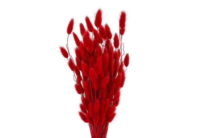 <h4>Dried Lagurus X5 Bl Red Bunch</h4>