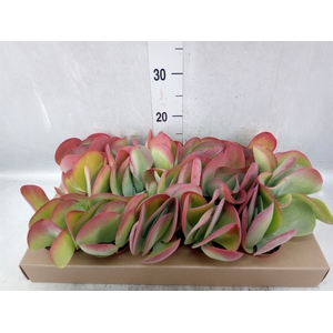 Kalanchoe NF thyrsiflora