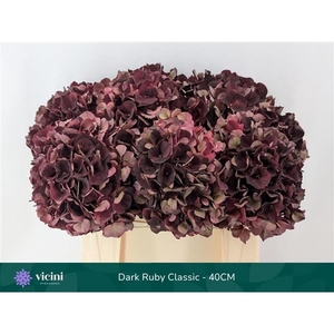 Hydr Dark Ruby Classic 40 cm Vicini